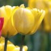 simply_special_tulipes